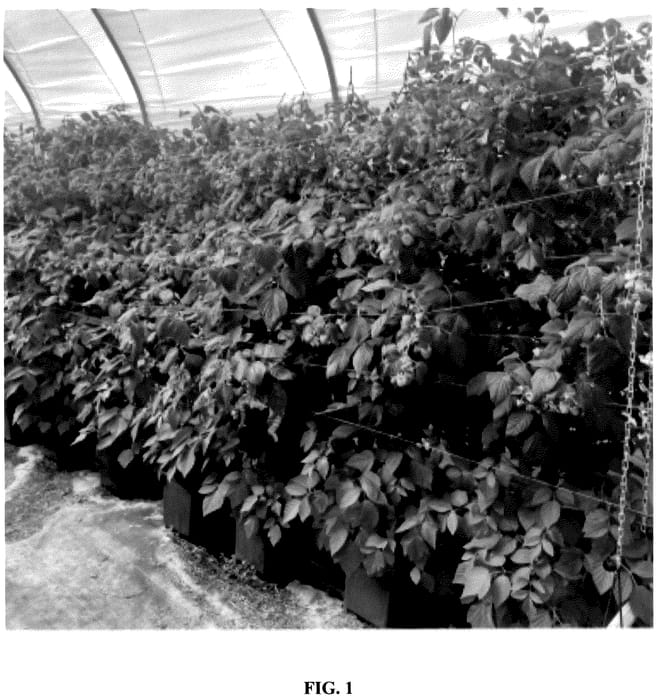 Figure 1 of US plant patent PP36343, the photograph of BWPRASP02 printed in the patent.