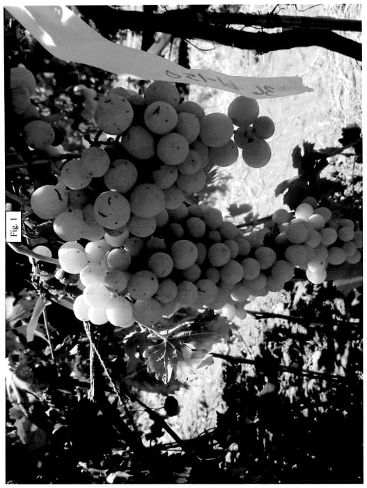 Figure 1 of US plant patent PP36344, the photograph of SV36-61-150 printed in the patent.