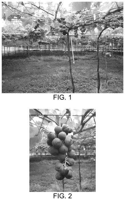 Figure 1 of US plant patent PP36345, the photograph of SUNNY HEART printed in the patent.