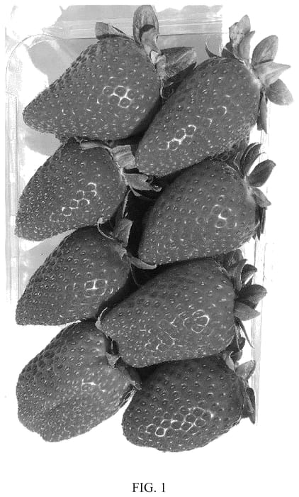 Figure 1 of US plant patent PP36346, the photograph of Plared 18145 printed in the patent.