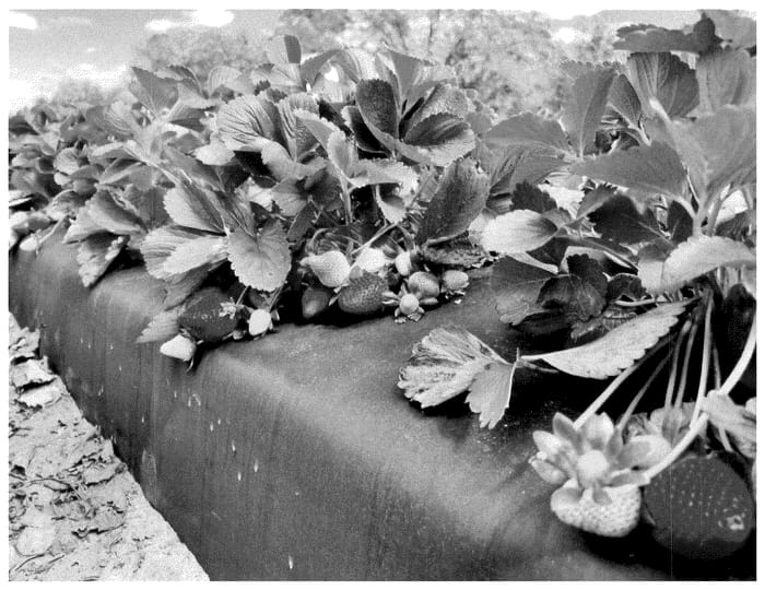 Figure 1 of US plant patent PP36347, the photograph of FL 20.34-183 printed in the patent.