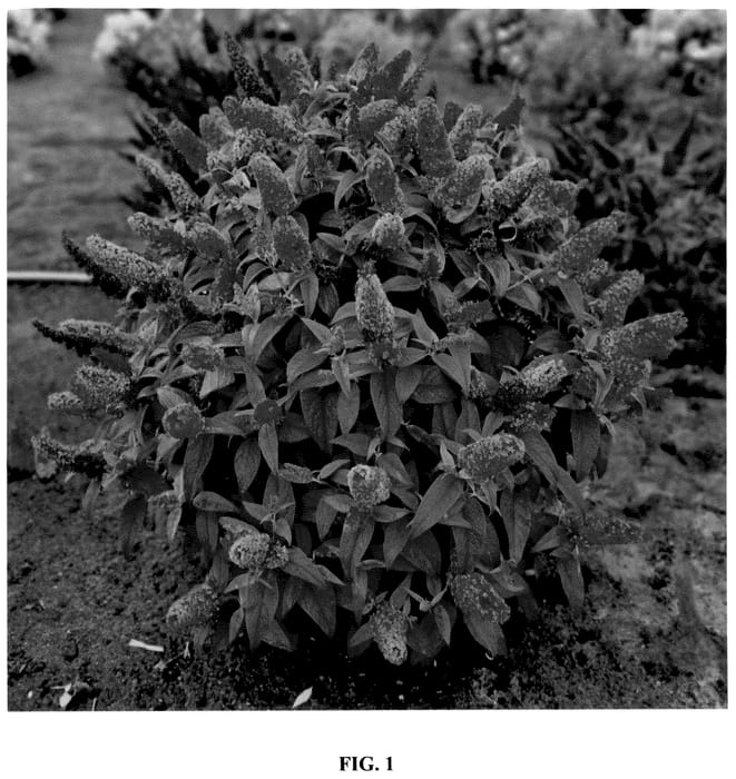 Figure 1 of US plant patent PP36348, the photograph of Botex 007 printed in the patent.