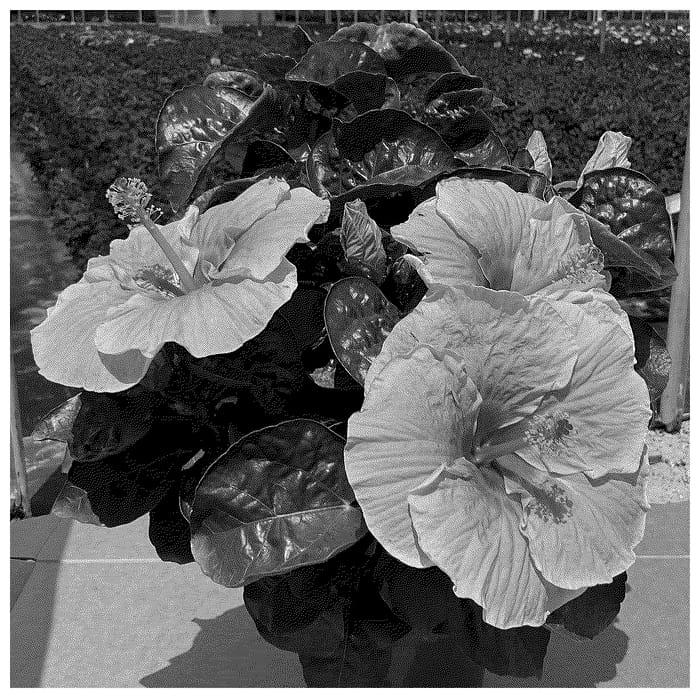 Figure 1 of US plant patent PP36349, the photograph of Peach Ripple Wind printed in the patent.