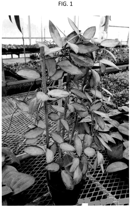 Figure 1 of US plant patent PP36350, the photograph of AMZ001 printed in the patent.