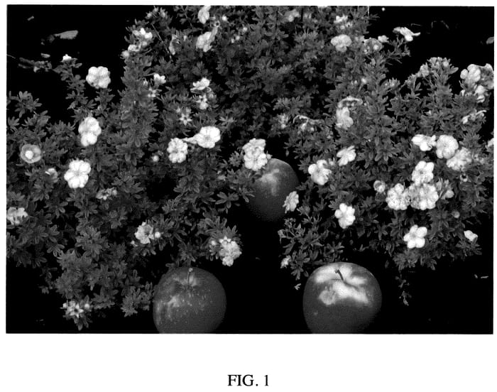 Figure 1 of US plant patent PP36351, the photograph of Hachapp printed in the patent.