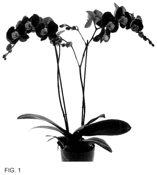 Figure 1 of US plant patent PP36352, the photograph of Hot Chilli printed in the patent.
