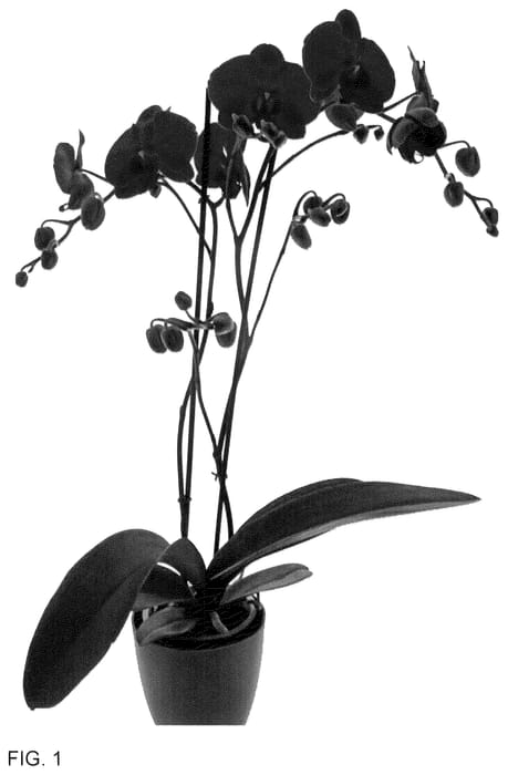 Figure 1 of US plant patent PP36353, the photograph of Time Bandit printed in the patent.