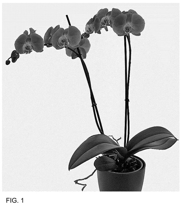 Figure 1 of US plant patent PP36354, the photograph of Carajillo printed in the patent.