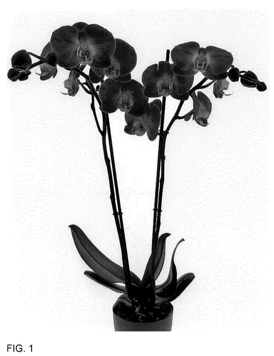Figure 1 of US plant patent PP36355, the photograph of Soulmate printed in the patent.