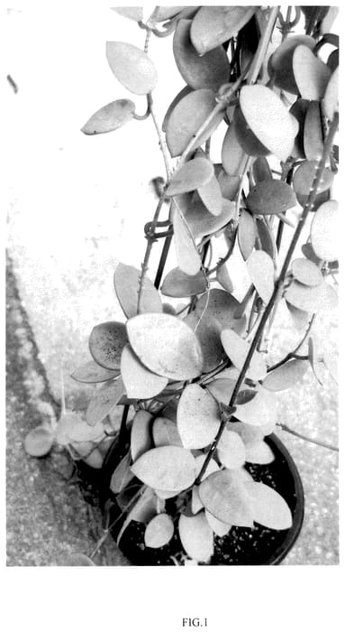Figure 1 of US plant patent PP36356, the photograph of Grey Fairy printed in the patent.