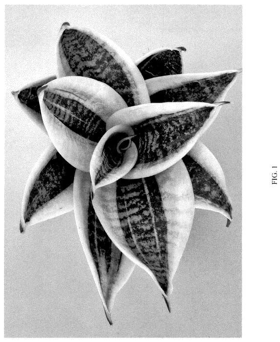 Figure 1 of US plant patent PP36357, the photograph of HANSOTI42 printed in the patent.