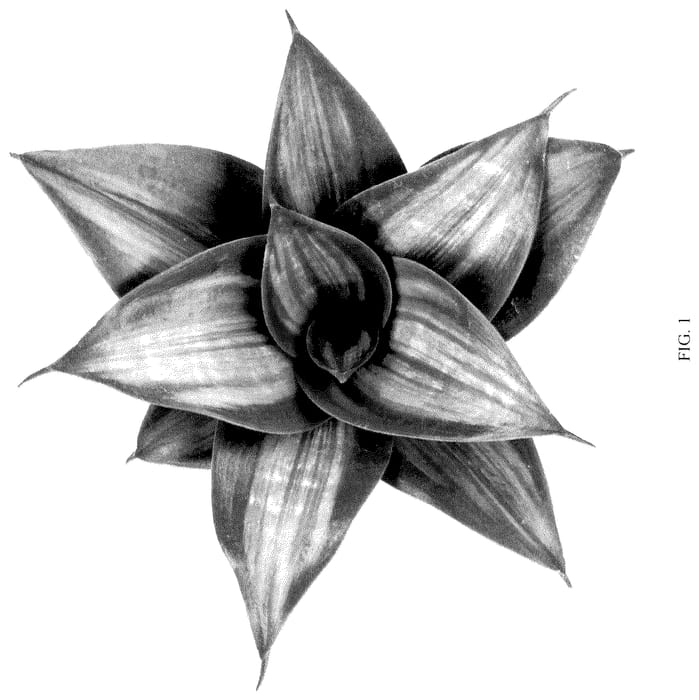 Figure 1 of US plant patent PP36358, the photograph of HANSOTI43 printed in the patent.