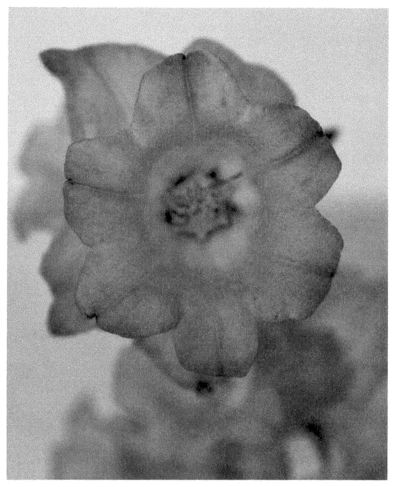 Figure 1 of US plant patent PP36360, the photograph of CHAMELEON LIGHT BLUE printed in the patent.