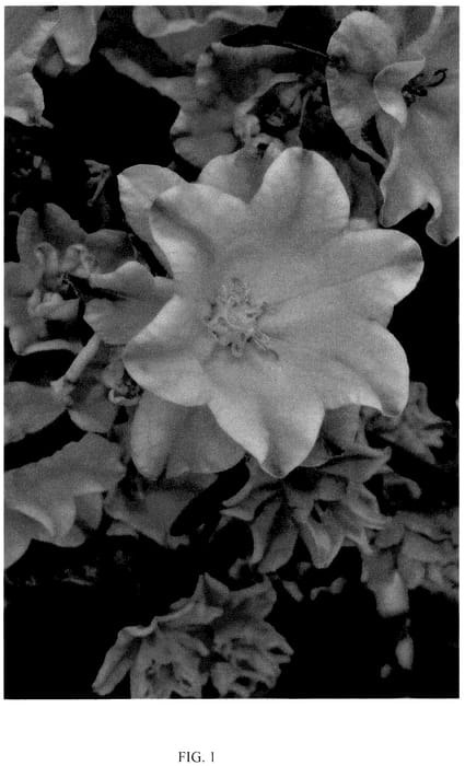Figure 1 of US plant patent PP36361, the photograph of CHAMELEON PINK BLUSH printed in the patent.