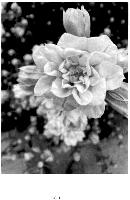 Figure 1 of US plant patent PP36362, the photograph of CAMEDU printed in the patent.