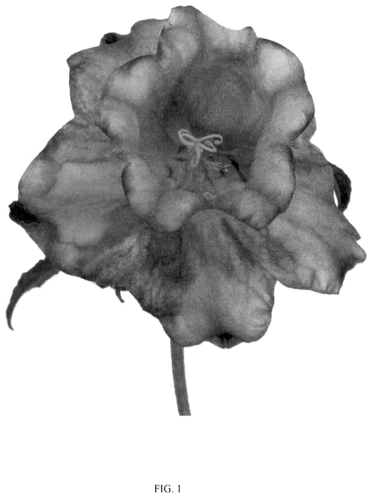 Figure 1 of US plant patent PP36363, the photograph of CHAMELEON BLUE printed in the patent.