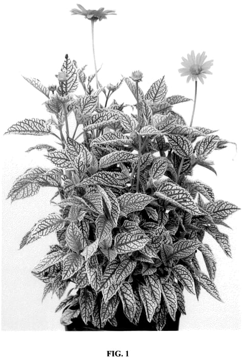 Figure 1 of US plant patent PP36364, the photograph of VAR006 printed in the patent.