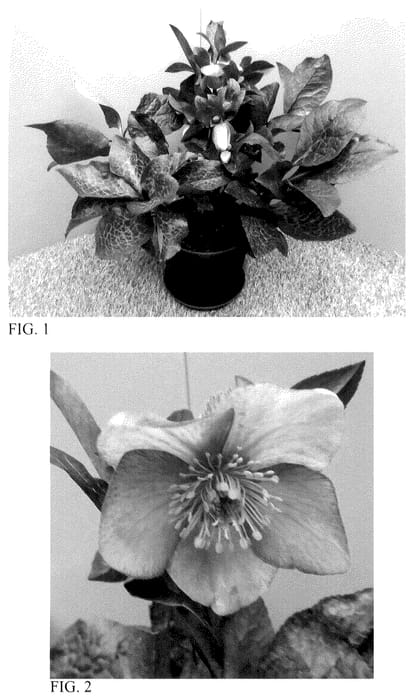 Figure 1 of US plant patent PP36365, the photograph of HM 1212 printed in the patent.