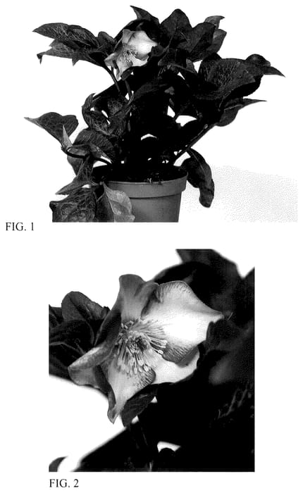 Figure 1 of US plant patent PP36366, the photograph of HM 1220 printed in the patent.