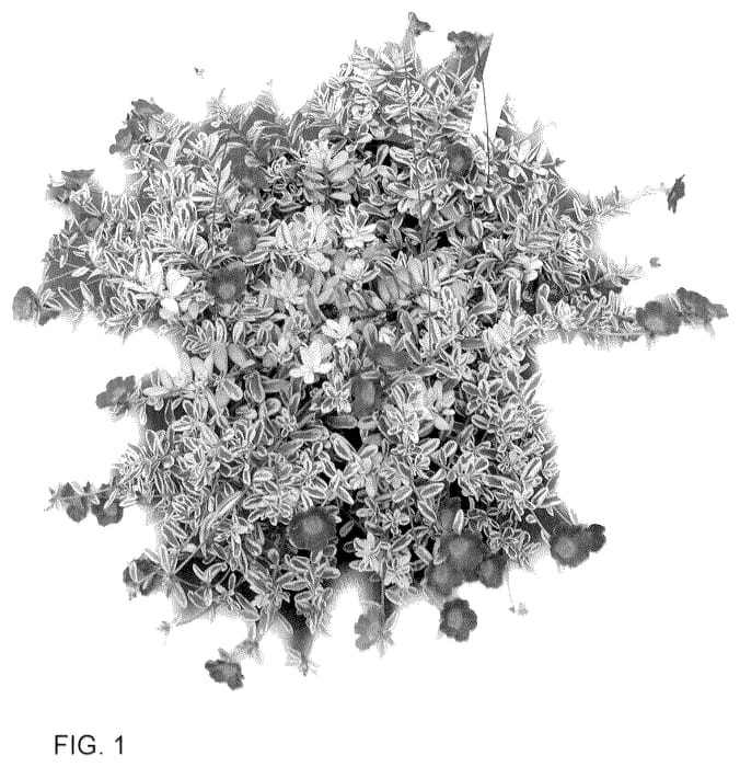 Figure 1 of US plant patent PP36367, the photograph of Fantastic printed in the patent.