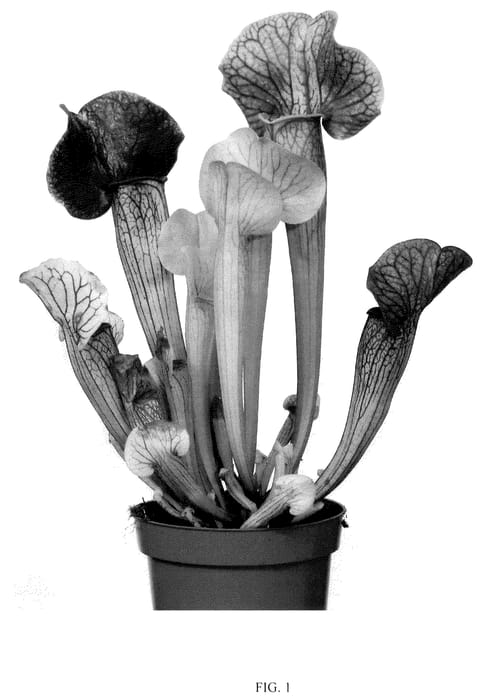 Figure 1 of US plant patent PP36368, the photograph of 23CF101 printed in the patent.