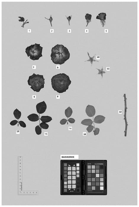 Figure 1 of US plant patent PP36369, the photograph of BAISIKOMIK printed in the patent.