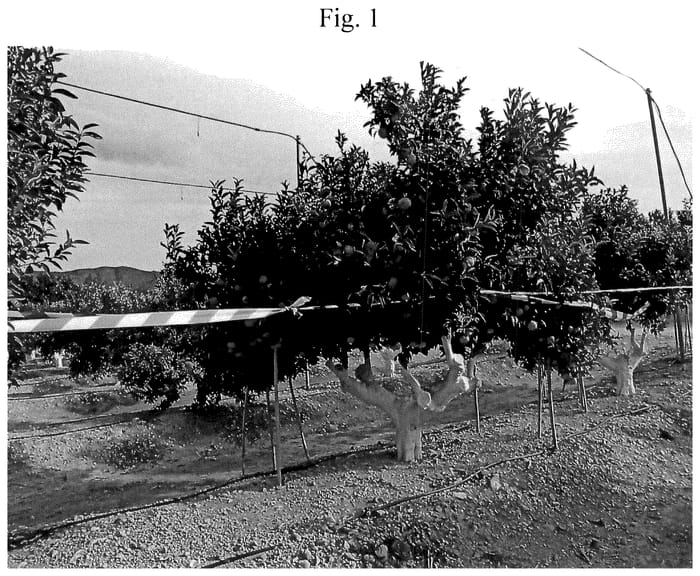 Figure 1 of US plant patent PP36370, the photograph of CLEMENLOLA printed in the patent.