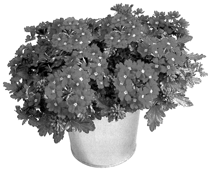 Figure 1 of US plant patent PP36371, the photograph of KLEVP23139 printed in the patent.