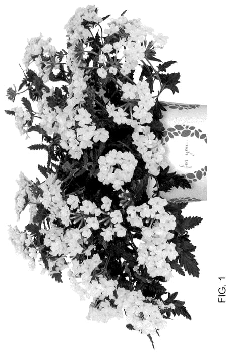 Figure 1 of US plant patent PP36372, the photograph of Doveremsunwhi 24 printed in the patent.