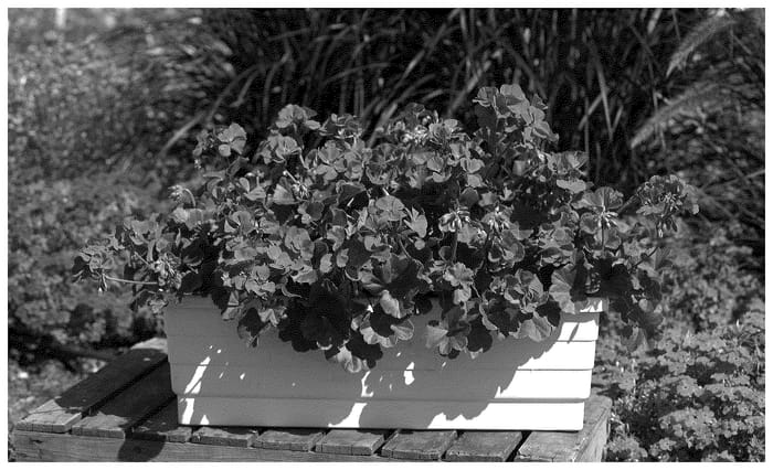 Figure 1 of US plant patent PP36373, the photograph of KLEIP23785 printed in the patent.