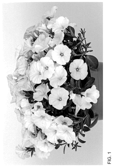Figure 1 of US plant patent PP36374, the photograph of Dopetpotpicwhi 24 printed in the patent.