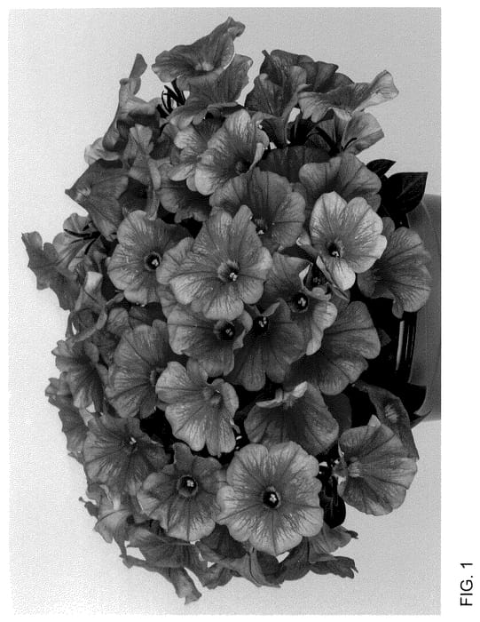 Figure 1 of US plant patent PP36375, the photograph of Dopetpotplucor 24 printed in the patent.