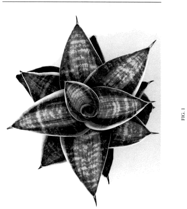 Figure 1 of US plant patent PP36377, the photograph of HANSOTI40 printed in the patent.