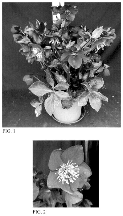 Figure 1 of US plant patent PP36378, the photograph of HM 1224 printed in the patent.