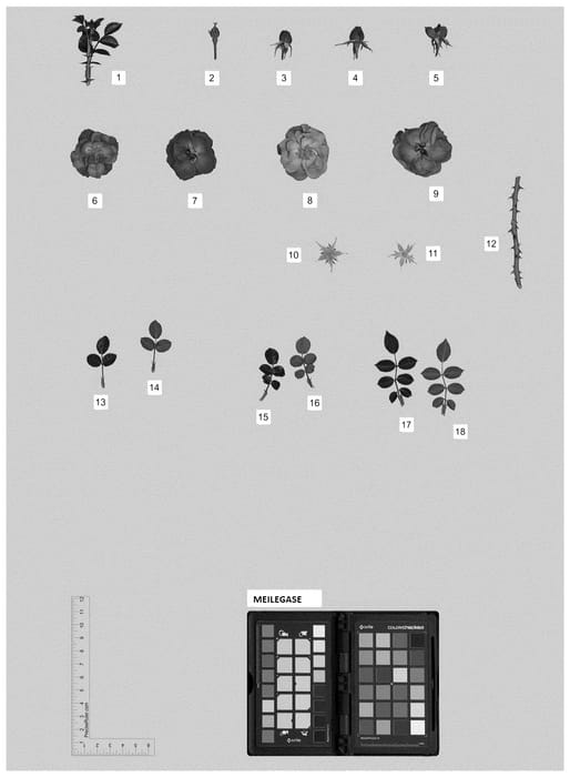 Figure 1 of US plant patent PP36379, the photograph of MEILEGASE printed in the patent.