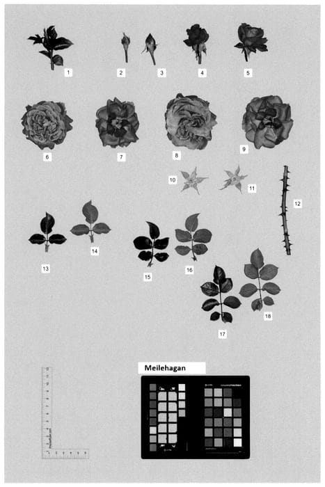 Figure 1 of US plant patent PP36380, the photograph of MEILEHAGAN printed in the patent.