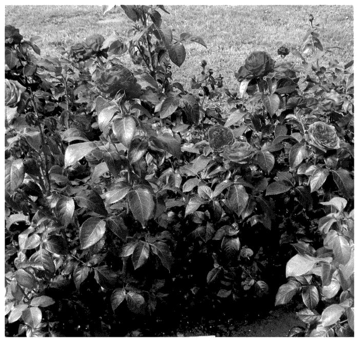 Figure 1 of US plant patent PP36381, the photograph of KORclagran printed in the patent.