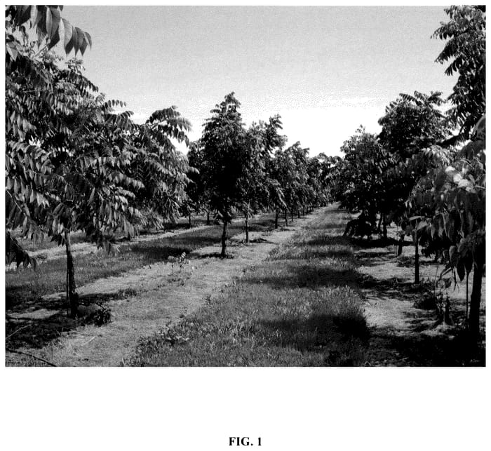Figure 1 of US plant patent PP36382, the photograph of Hickman printed in the patent.