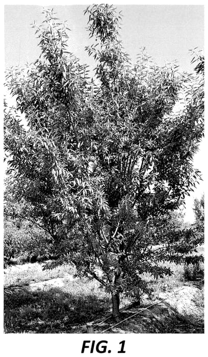 Figure 1 of US plant patent PP36383, the photograph of BRD38.148 printed in the patent.