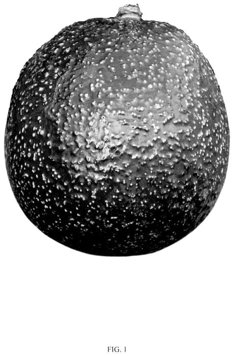 Figure 1 of US plant patent PP36384, the photograph of Guacacado printed in the patent.