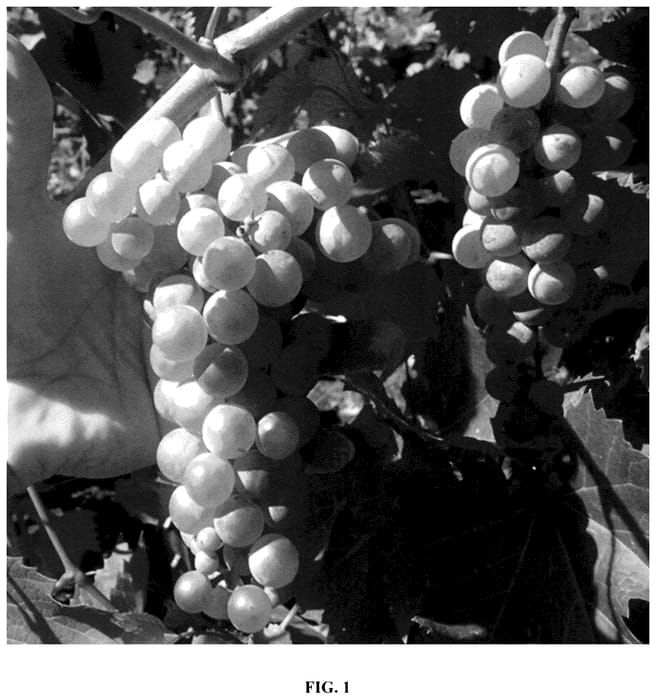 Figure 1 of US plant patent PP36385, the photograph of ND054.27 printed in the patent.