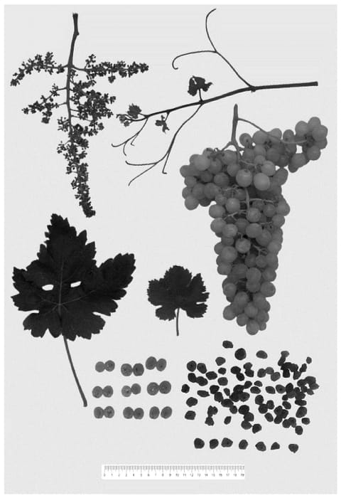 Figure 1 of US plant patent PP36386, the photograph of Sheegene 29 printed in the patent.