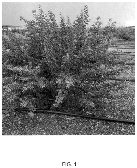 Figure 1 of US plant patent PP36387, the photograph of Mexicali Rose printed in the patent.