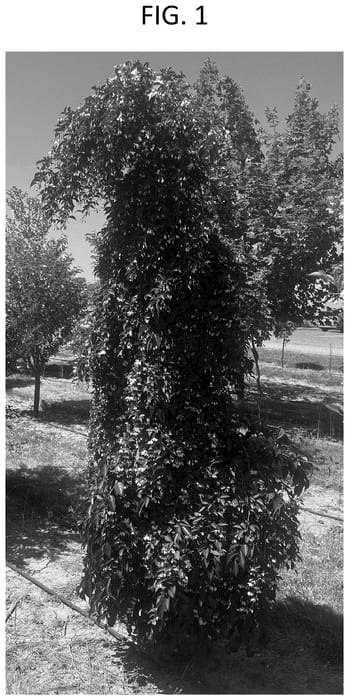 Figure 1 of US plant patent PP36388, the photograph of ORSTSTYx1 printed in the patent.