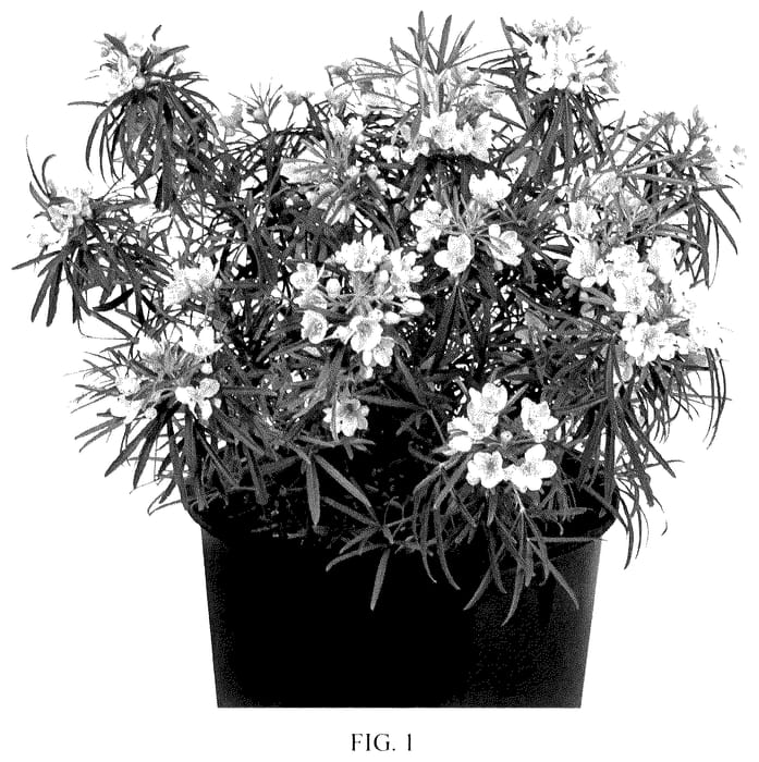 Figure 1 of US plant patent PP36389, the photograph of Valencia Fizz printed in the patent.