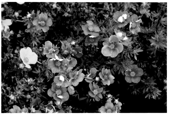 Figure 1 of US plant patent PP36390, the photograph of Hachrosa printed in the patent.