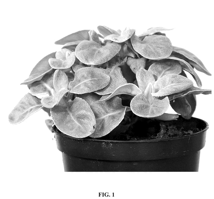 Figure 1 of US plant patent PP36391, the photograph of Sennova Mi RL printed in the patent.