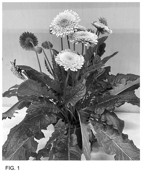 Figure 1 of US plant patent PP36392, the photograph of GOS202101 printed in the patent.