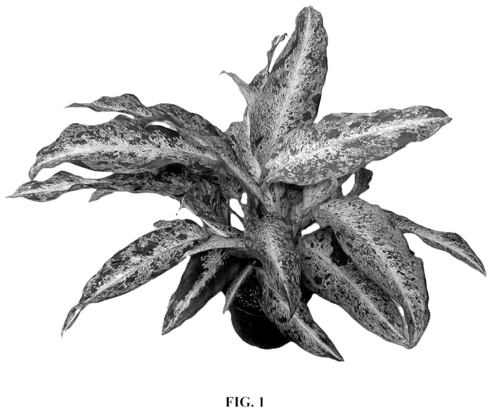 Figure 1 of US plant patent PP36393, the photograph of DIEMAWO printed in the patent.