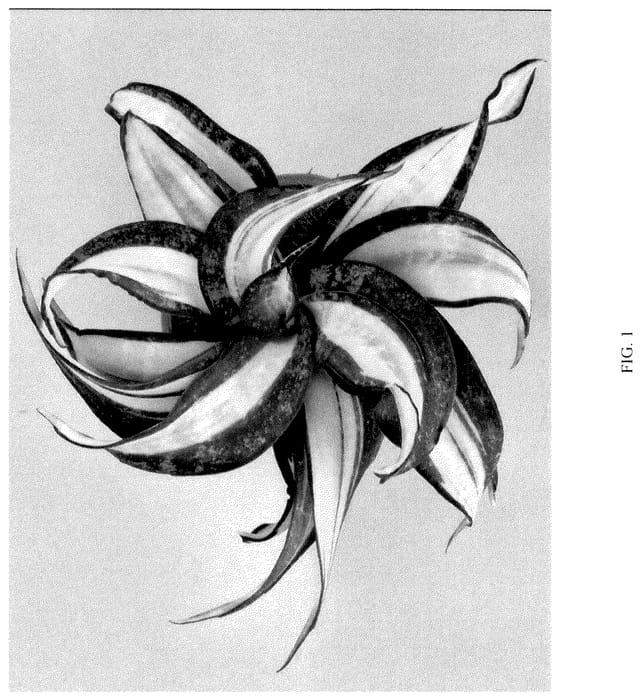 Figure 1 of US plant patent PP36394, the photograph of Hansoti44 printed in the patent.